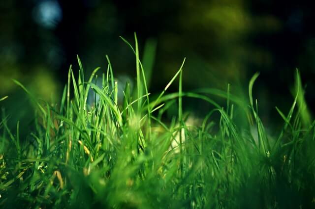 weekly lawn service lexington sc
