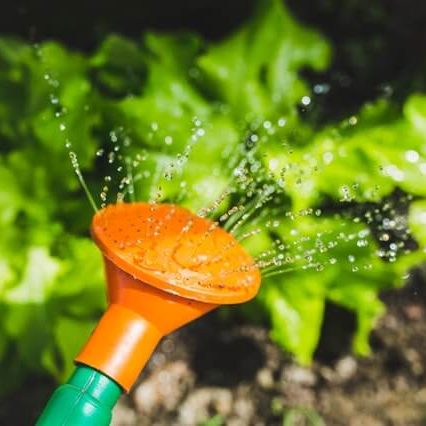 Landscaping Lexington SC lawn edging