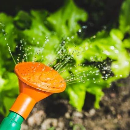 weekly-lawn-service-lexington-sc